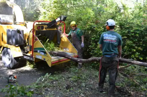 tree services Window Rock